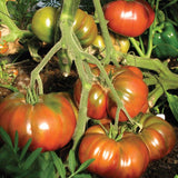 Black Krim Organic tomato seeds TM794 2