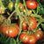 Black Krim Organic tomato seeds TM794 2