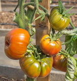 Black Krim Organic tomato seeds TM794 3