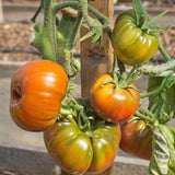 Black Krim Organic tomato seeds TM794 3