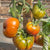Black Krim Organic tomato seeds TM794 3