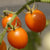 Sweet Hearts Grape Tomato seeds TM796 4