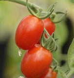 Sweet Hearts Grape Tomato seeds TM796 3