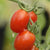 Sweet Hearts Grape Tomato seeds TM796 3