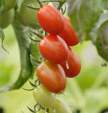 Sweet Hearts Grape Tomato seeds TM796 2