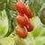 Sweet Hearts Grape Tomato seeds TM796 2