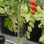 Sweet Hearts Grape Tomato seeds TM796 1