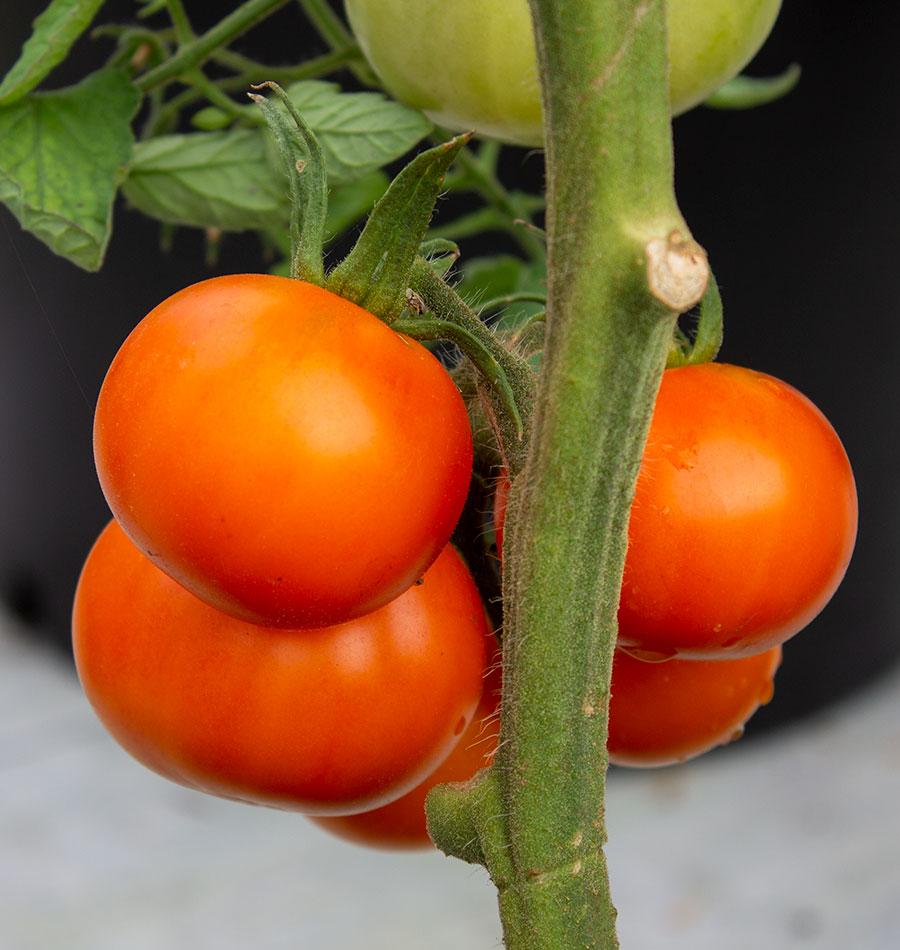 Old German Organic