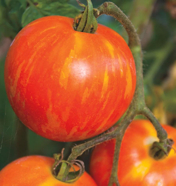 Red Zebra Tomato Seeds 1