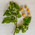 Aunt Molly's Ground Cherry