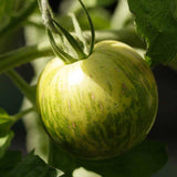 Green Zebra Organic