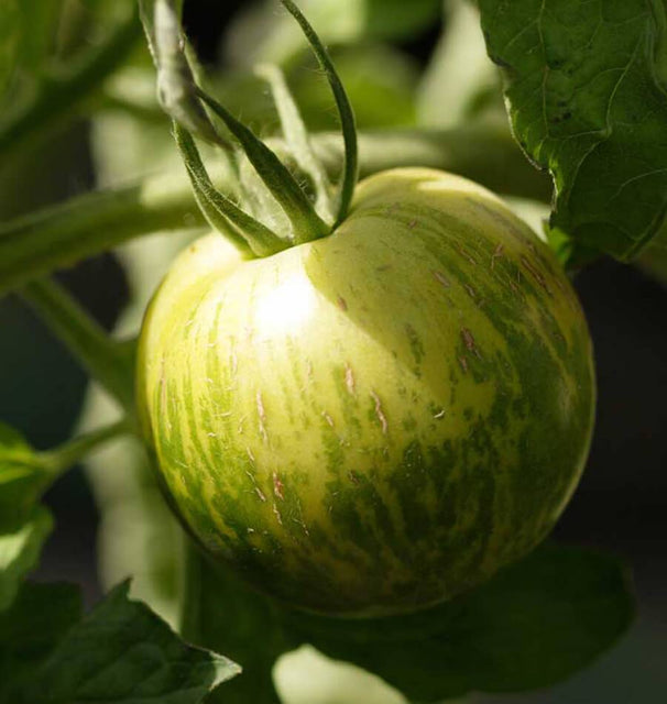Green Zebra Organic
