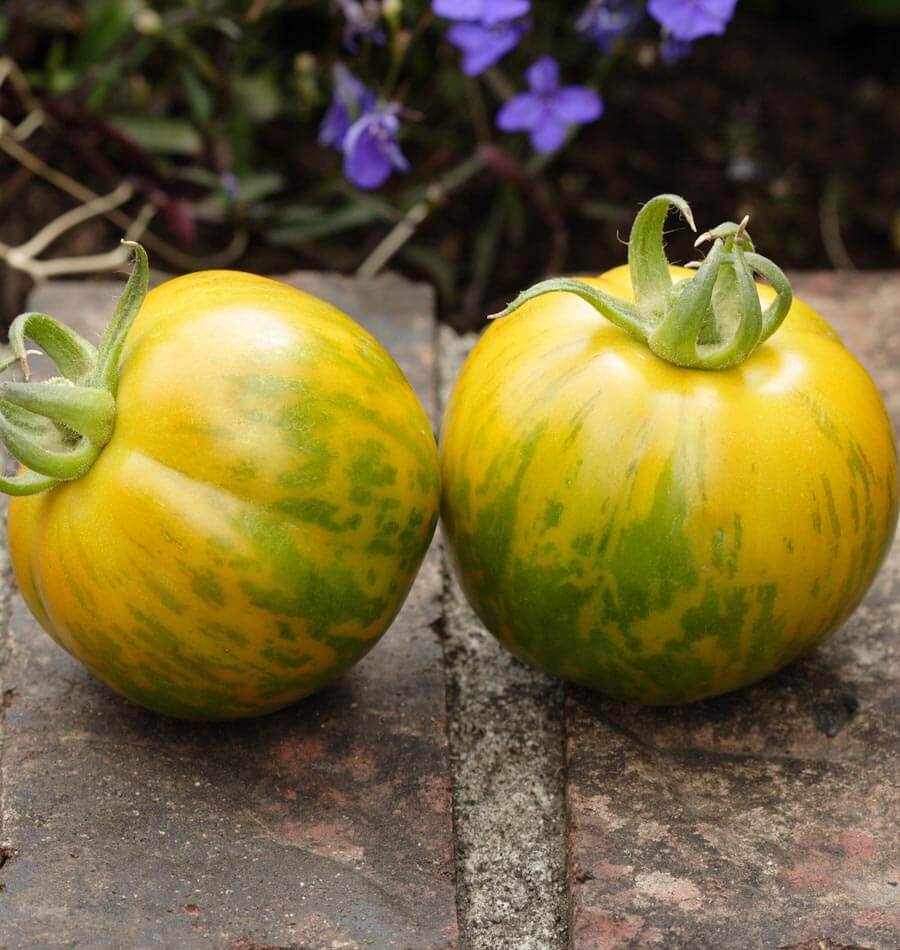 Green Zebra Organic Tomato Seeds – West Coast Seeds