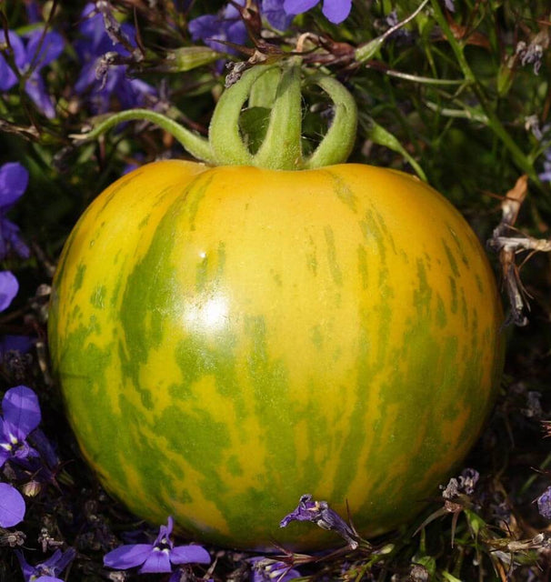 Green Zebra Organic