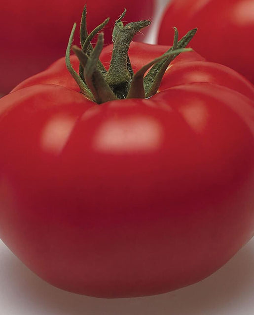 Arbason Beefsteak Organic Tomato Seeds