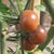 Black Cherry