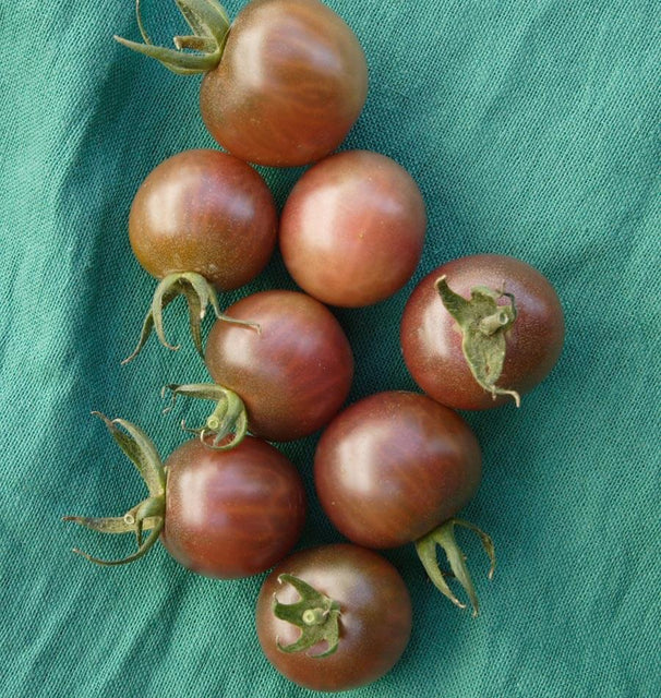 Black Cherry