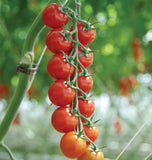 Sakura Organic Tomato Seeds TM823