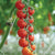 Sakura Organic Tomato Seeds TM823