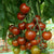 Sunchocola Cherry Tomato TM830-1