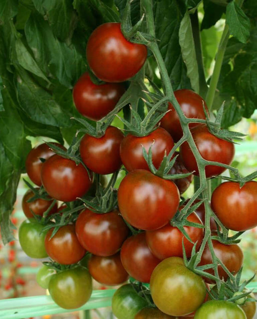 Sunchocola Cherry Tomato TM830-1