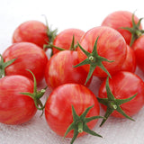 Pink Bumble Bee Organic Tomato Seeds