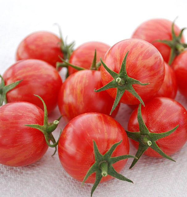 Pink Bumble Bee Organic Tomato Seeds