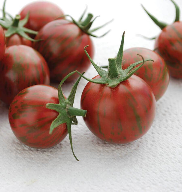 Purple Bumble Bee Organic Tomato Seeds