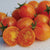 TM836 Sunrise Bumble Bee Tomato Seeds