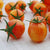 Sunrise Bumble Bee Organic Tomato Seeds