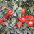 Mountain Merit Tomato Seeds