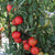 Tasti-Lee Tomato Seeds