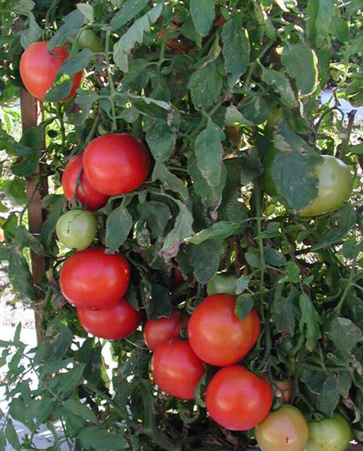 https://www.westcoastseeds.com/cdn/shop/products/TM838-Tasti-Lee-Tomato-Seeds-2_515x640_crop_center.jpg?v=1610657138