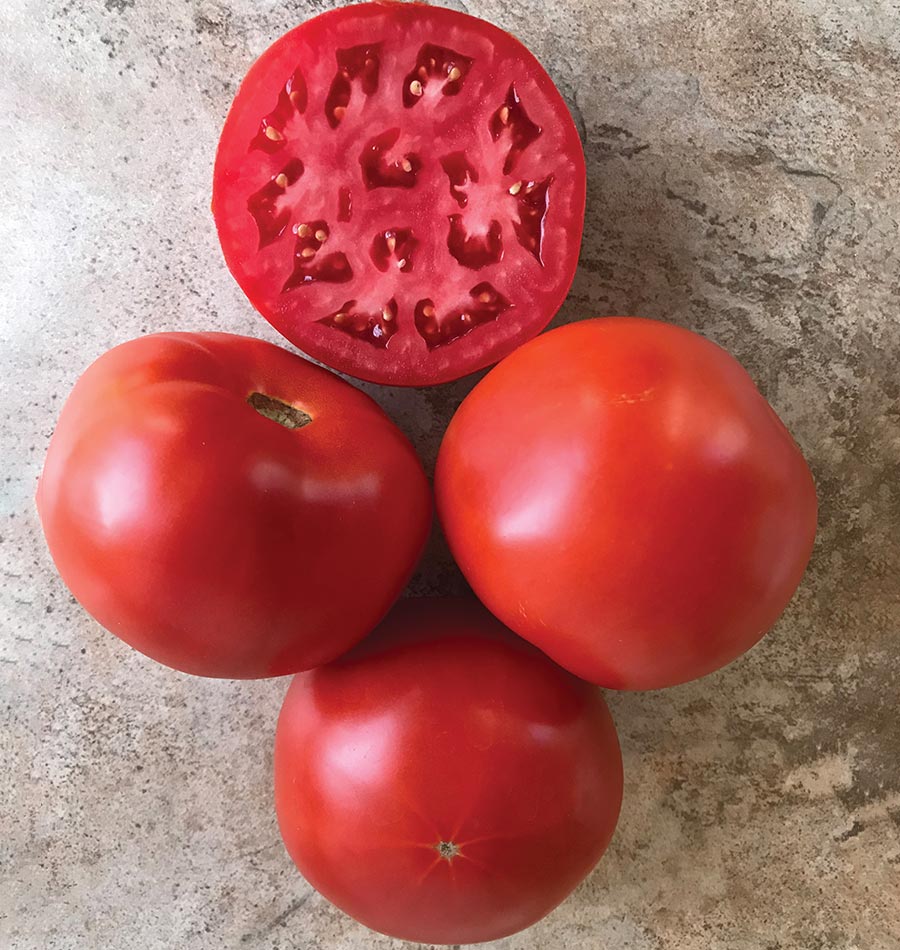 R&D.M.C. TOMATO RED 今日だけセール Tomato2 トマトピーチ店 | Norcross GA