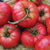Mortgage Lifter Organic