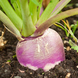 Purple Top White Globe