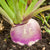 Purple Top White Globe