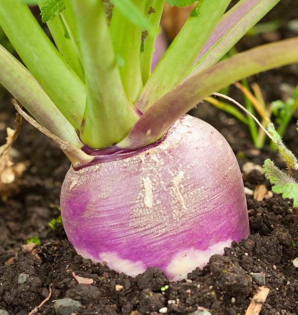 Purple Top White Globe
