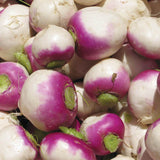 How to Grow Turnips Purple Top White Globe