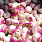 Purple Top White Globe