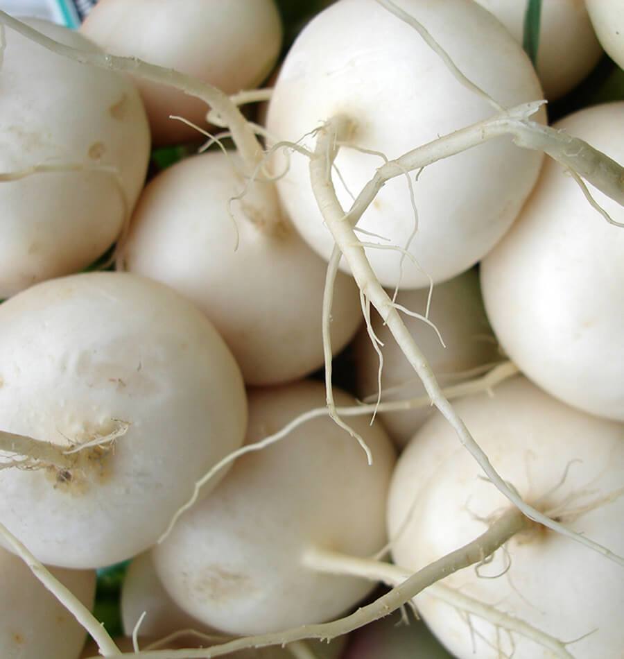 Tokyo Cross Turnip Seeds – West Coast Seeds