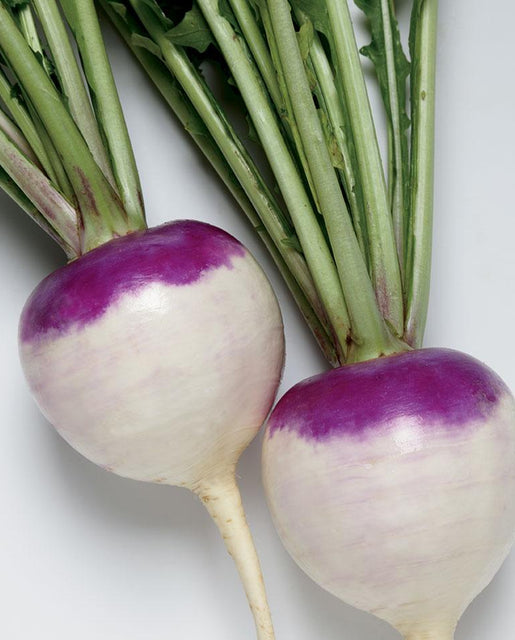 Purple Prince Turnip Seeds
