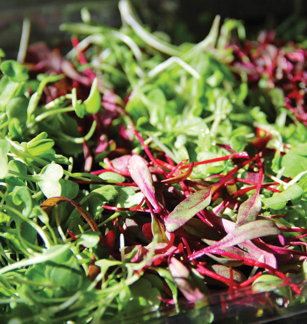 Three Week Microgreen Seeds