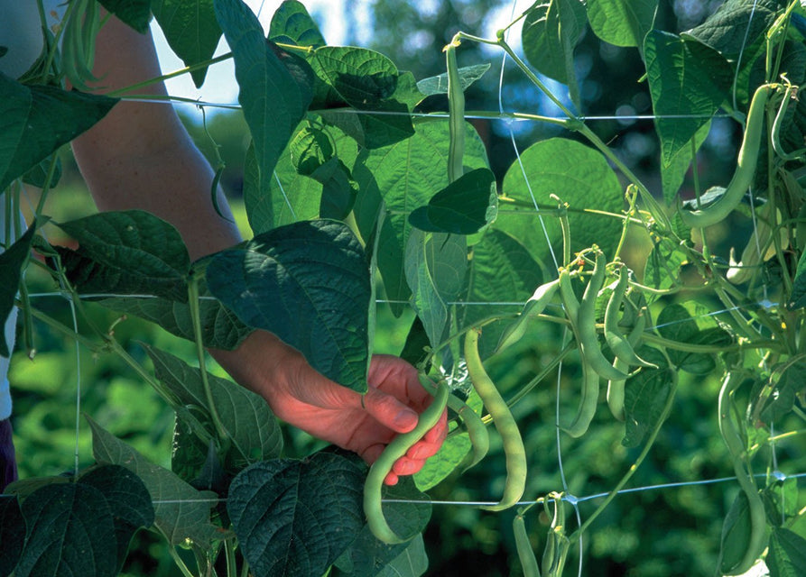 Trellis Netting 6x6" Squares