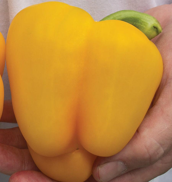 Twingo Pepper Seeds PP622-1