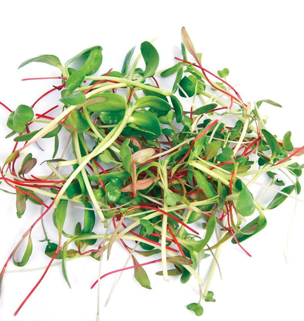 Two Week Microgreen Seeds