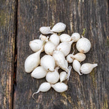 White Onion Sets