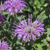 Bergamot Seeds