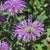 Bergamot Seeds