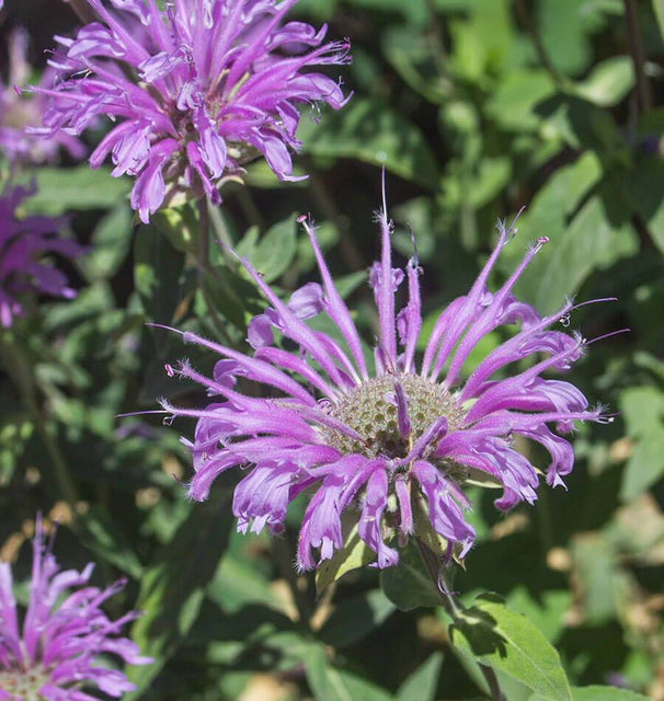 Bergamot Seeds
